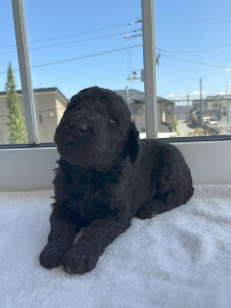 スタンダードプードル子犬（シルバー男の子2）