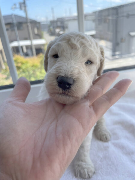 スタンダードプードル子犬(ホワイト、男の子2)