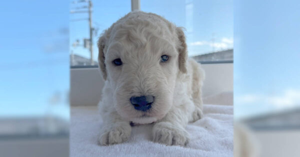 スタンダードプードル子犬（ホワイト、男の子2）