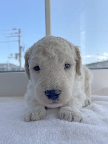 スタンダードプードル子犬(ホワイト、男の子2)