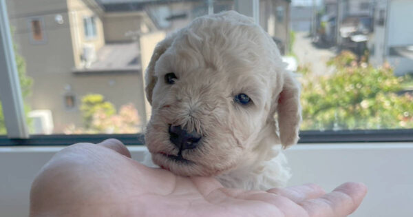 スタンダードプードル子犬（ホワイト、女の子）