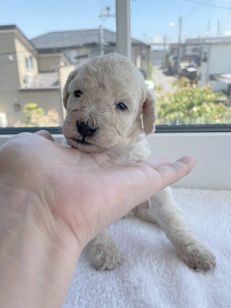 スタンダードプードル子犬（ホワイト、女の子）