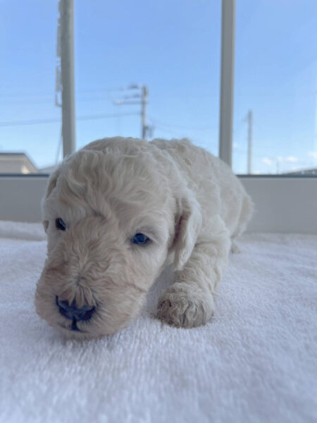 スタンダードプードル子犬（ホワイト、女の子）