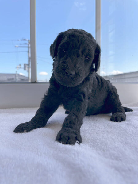 スタンダードプードル子犬（シルバー女の子）