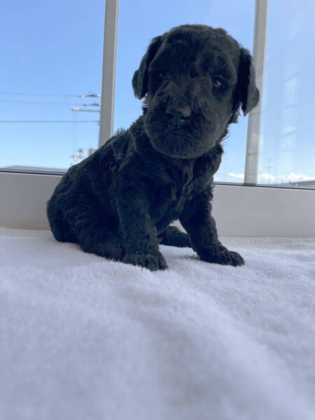 スタンダードプードル子犬（シルバー女の子）