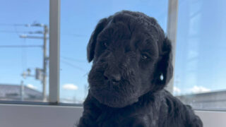 スタンダードプードル子犬販売（ミディアムが入ってる）