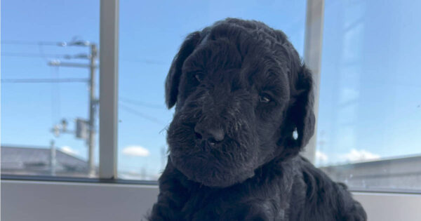 スタンダードプードル子犬（シルバー女の子）