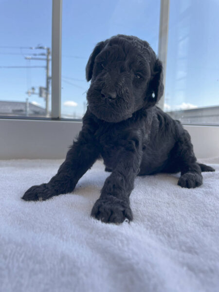 スタンダードプードル子犬（シルバー女の子）