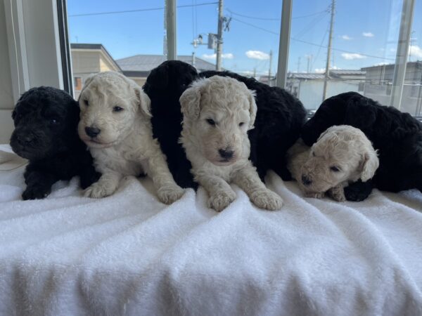 スタンダードプードル子犬販売(集合写真)