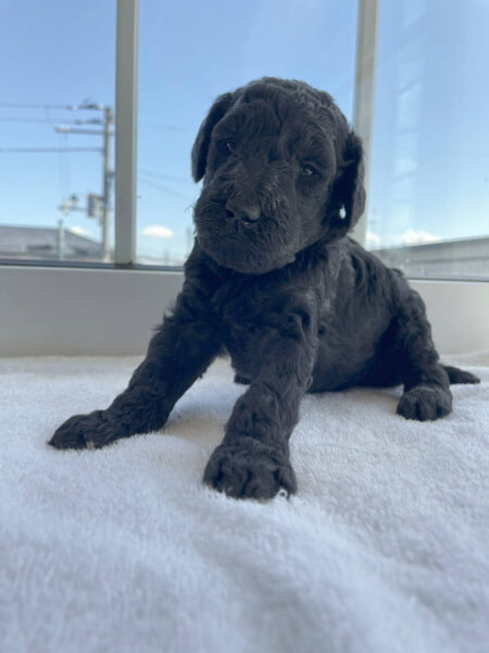 スタンダードプードル子犬(シルバー女の子2)