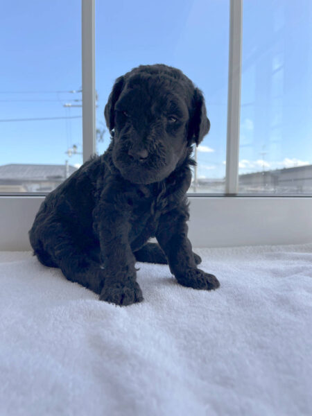 スタンダードプードル子犬(シルバー女の子2)