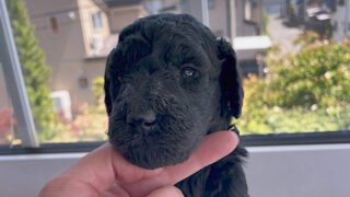 スタンダードプードル子犬販売（ミディアムが入ってる）