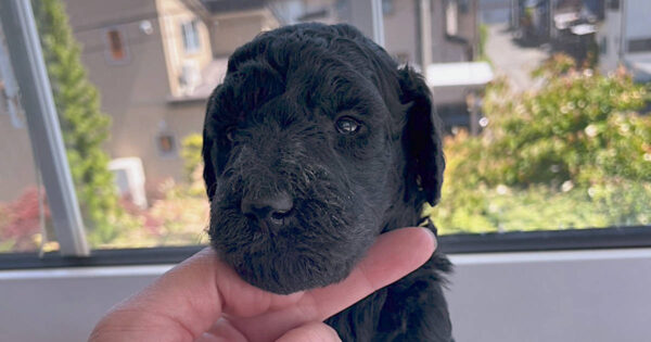 スタンダードプードル子犬（シルバー女の子2）