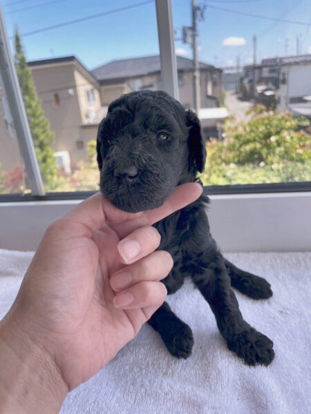 スタンダードプードル子犬(シルバー女の子2)