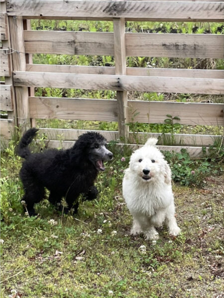 スタンダードプードル、おうりんちゃん、メロディーちゃん、ドッグランで遊びました。