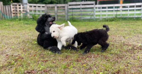 スタンダードプードル、チェリーちゃん、おうりんちゃん、メロディーちゃん、親子で遊びました。