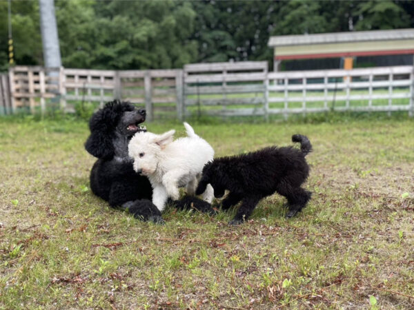 スタンダードプードル、チェリーちゃん、おうりんちゃん、メロディーちゃん、親子で遊びました。