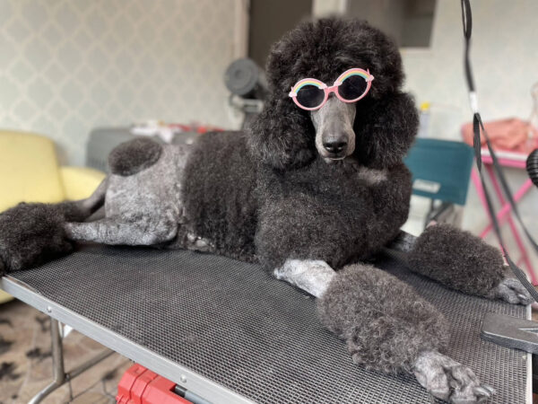 スタンダードプードル（スタンプー）チェリーちゃん、サングラスかけてみたー