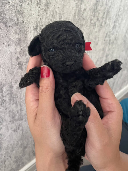 トイプードル、男の子（オス）、ブラック、2023年06月06日産まれ、赤色リボン