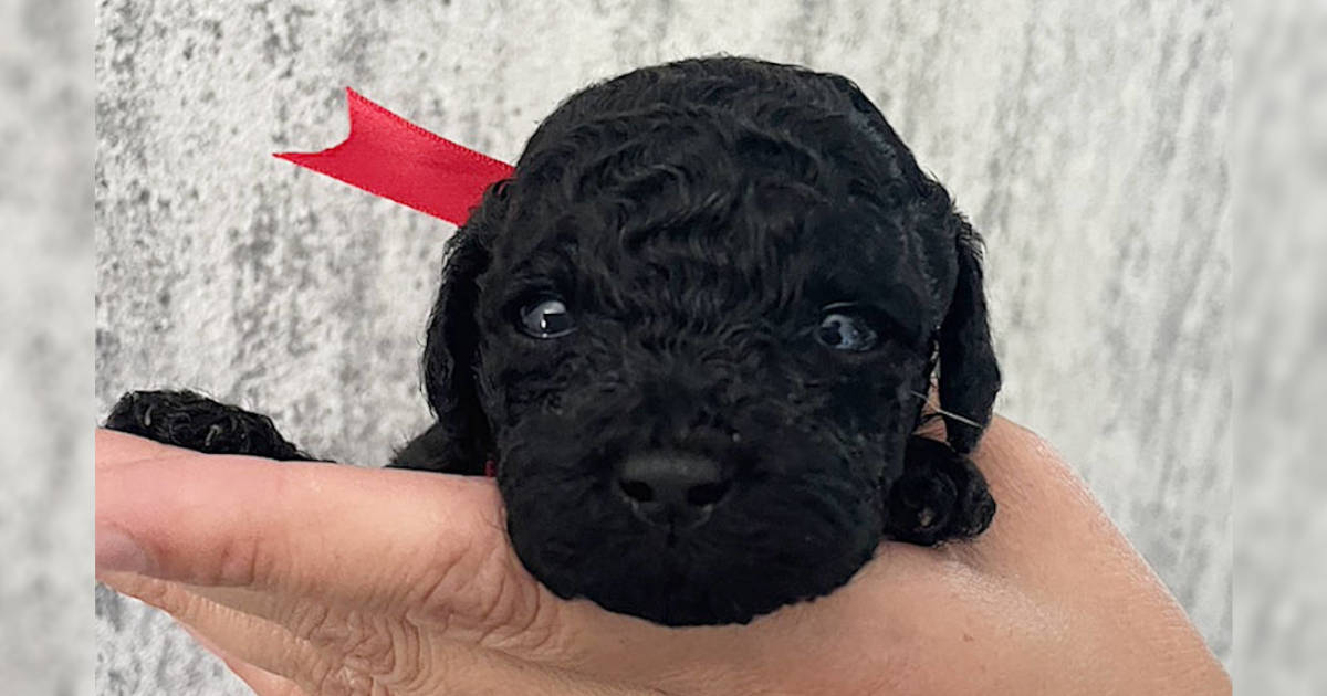 トイプードル、男の子（オス）、ブラック、2023年06月06日産まれ、赤色リボン、お顔