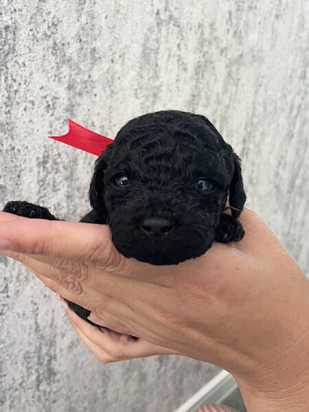 トイプードル、男の子（オス）、ブラック、2023年06月06日産まれ、赤色リボン