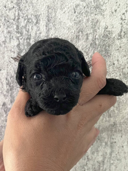 トイプードル、男の子（オス）、ブラック、2023年06月06日産まれ、グレーリボン、お顔