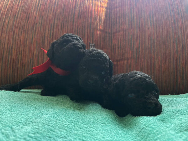 トイプードル、男の子（オス）×２、女の子×１、ブラック、2023年06月06日産まれ、全員集合