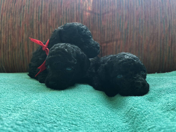 トイプードル、男の子（オス）×２、女の子×１、ブラック、2023年06月06日産まれ、全員集合