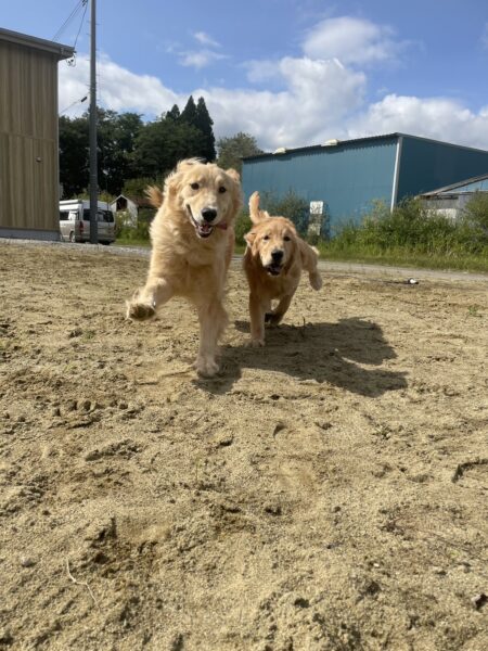 犬達は、敷地内のドッグランで元気に運動しています。