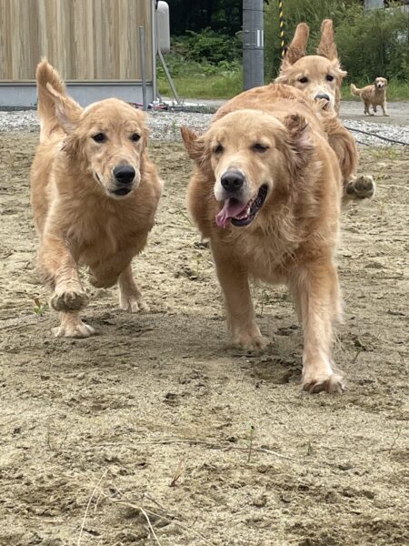 犬達は、敷地内のドッグランで元気に運動しています。