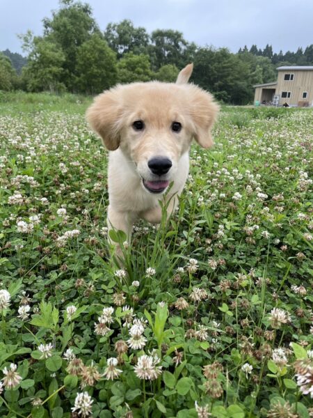 子犬の質には自信があります。