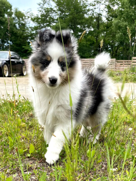 シェットランドシープドッグ（シェルティー）のピーターくん。