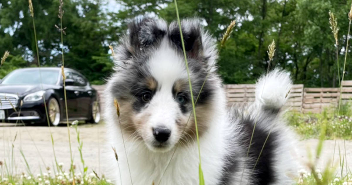 シェットランドシープドッグ（シェルティー）のピーターくん。