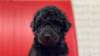 スタンダードプードル ♪メロディーちゃんです♪