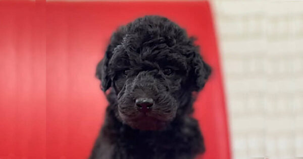 スタンダードプードル（スタンプー）のメロディーちゃん、シルバーの女の子です。