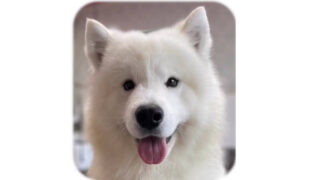 サモエド　オリバーくんシャンプーしました(^^♪