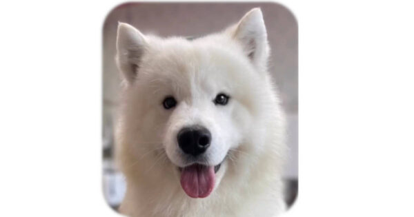 ャンプーしました。