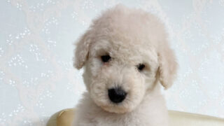 スタンダードプードル子犬情報