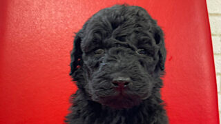 スタンダードプードル子犬情報