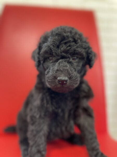 スタンダードプードル、女の子、シルバー、2023年04月10日産まれ