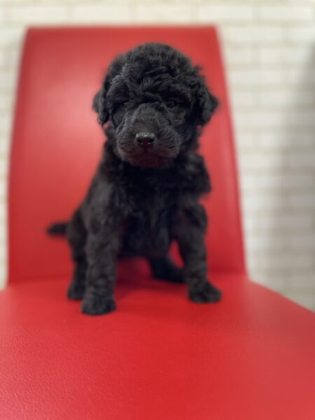 スタンダードプードル、女の子、シルバー、2023年04月10日産まれ