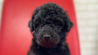 スタンダードプードル子犬情報