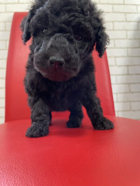 スタンダードプードル、女の子、シルバー、2023年04月10日産まれ