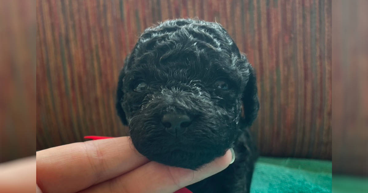 トイプードル、女の子（メス）、ブラック、2023年06月06日産まれ