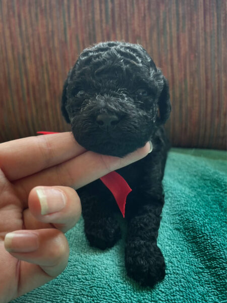 トイプードル、女の子(メス)、ブラック、2023年06月06日産まれ