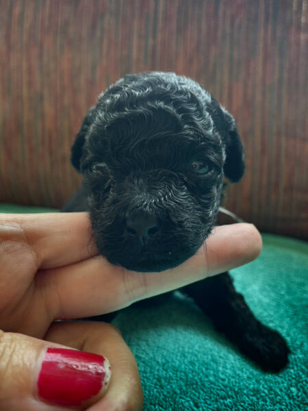 トイプードル、女の子(メス)、ブラック、2023年06月06日産まれ