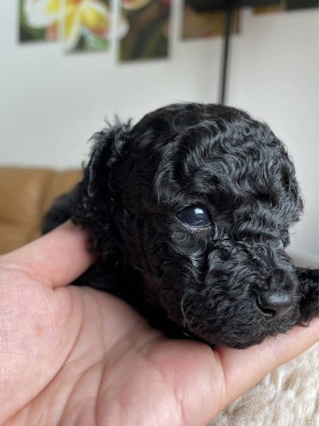トイプードル、男の子（オス）、ブラック、2023年06月06日産まれ、グレーリボン