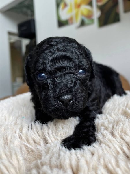 トイプードル、男の子（オス）、ブラック、2023年06月06日産まれ、赤色リボン