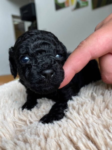 トイプードル、男の子（オス）、ブラック、2023年06月06日産まれ、赤色リボン