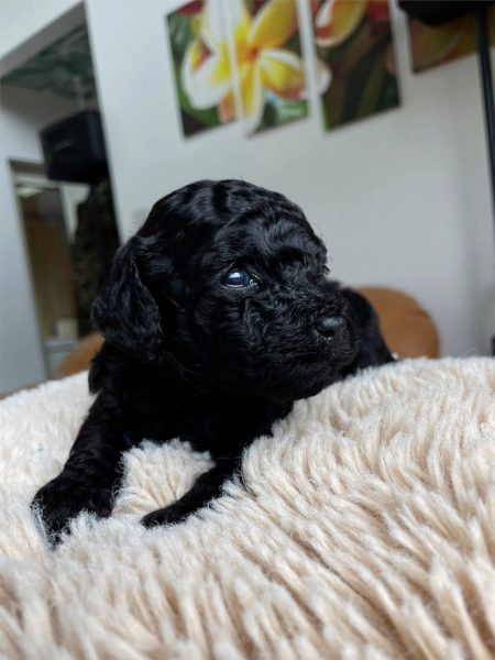 トイプードル、男の子（オス）、ブラック、2023年06月06日産まれ、赤色リボン